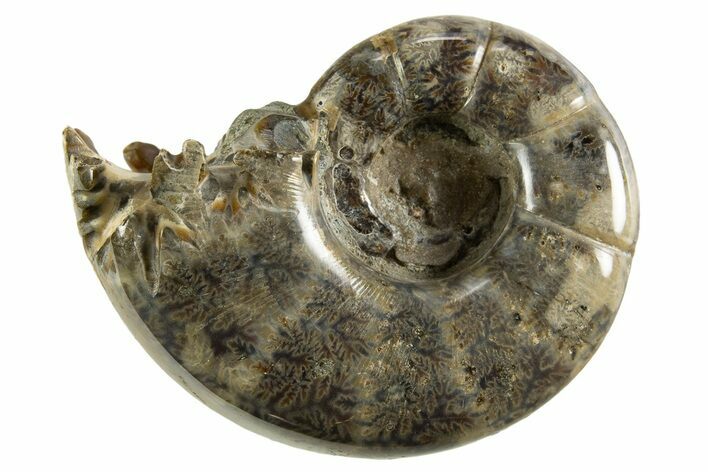 Polished, Chambered Ammonite (Argonauticeras) Fossil - Madagascar #327334